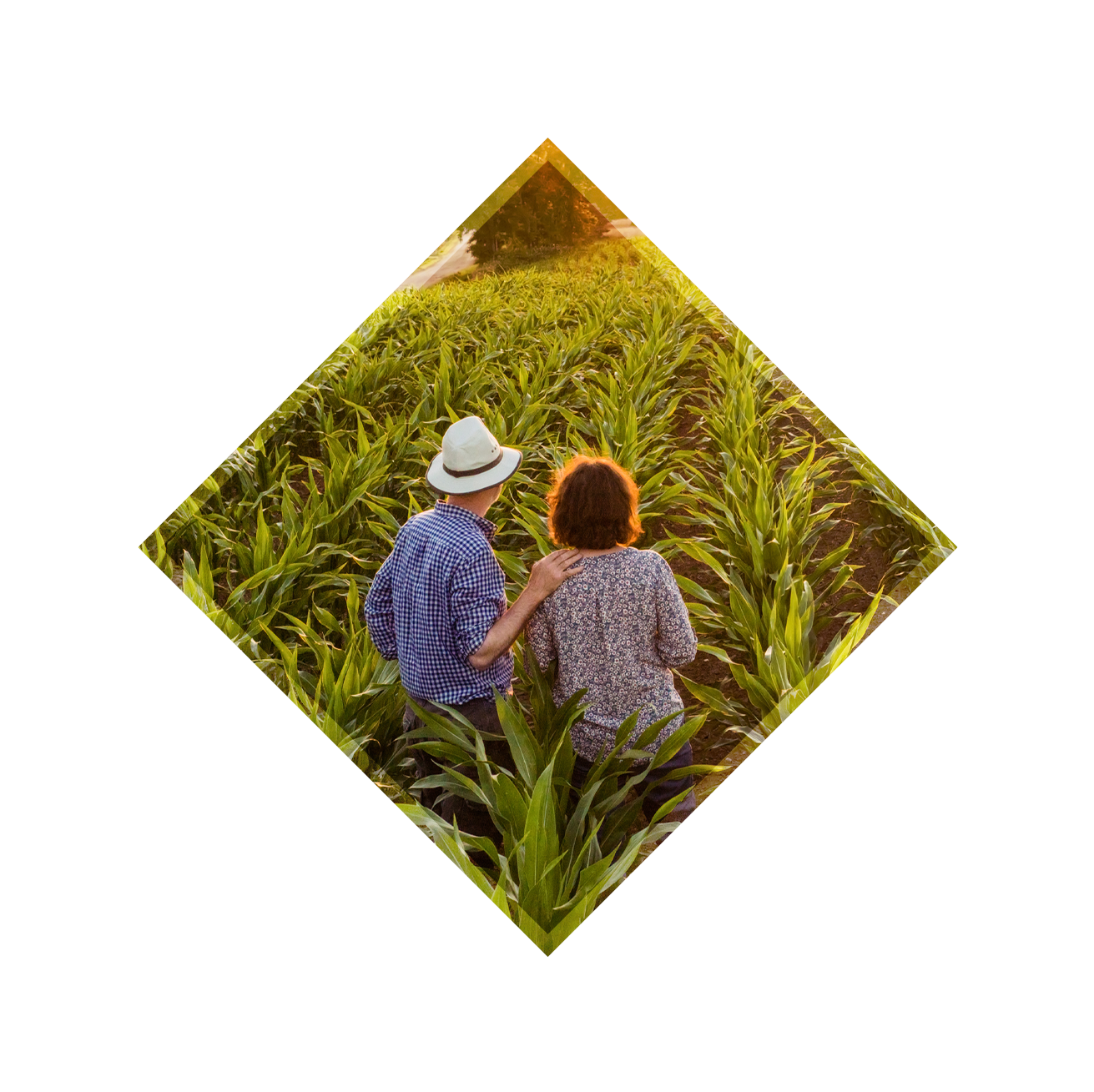 Couple with back to camera stand in corn field