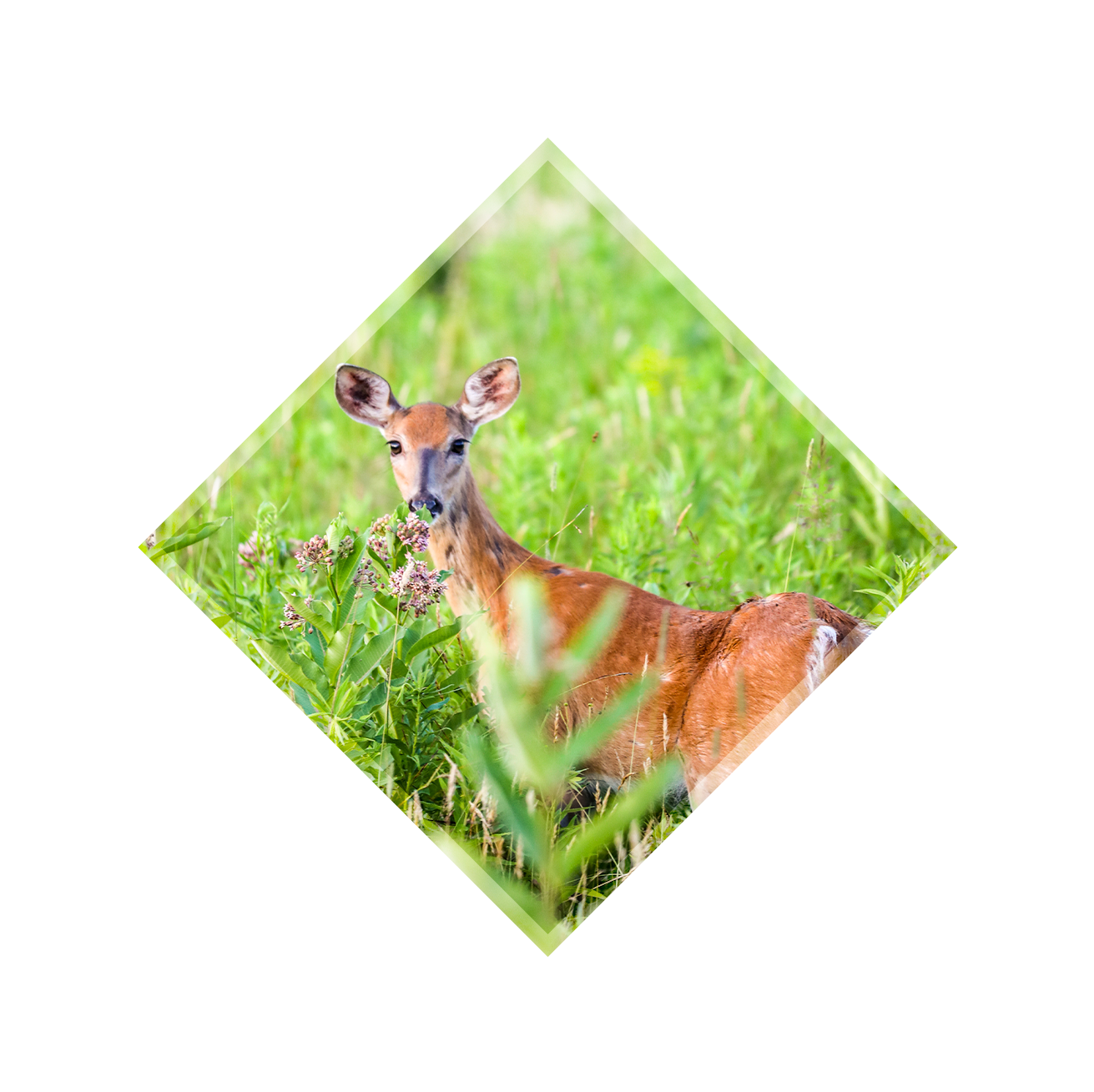 Deer in field looking at camera